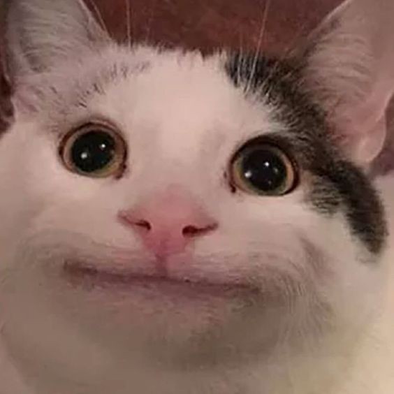 Создать мем: белуга кот дискорд, мем котик, улыбающийся кот
