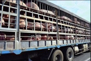 Создать мем: скотовоз для свиней, перевозка свиней, перевозка свиней автотранспортом