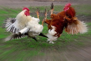 Create meme: cockfighting