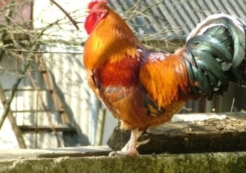 Create meme: cock ordinary, the cock is homemade, rooster bird