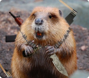 Create meme: beaver, beaver, beaver