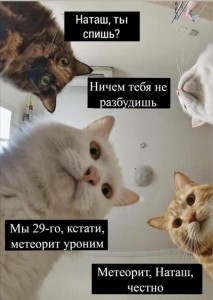Создать мем: мемы про котиков, мемы, смешные мемы про котов