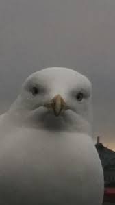 Создать мем: seagull, чайка птица, голуби чайки