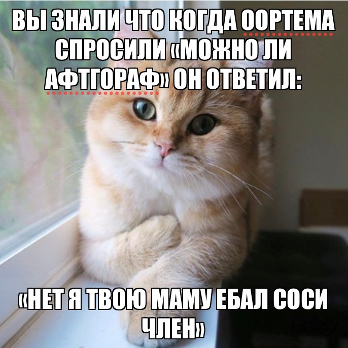 Create meme: lolcats, kitty tut meme, tut the cat