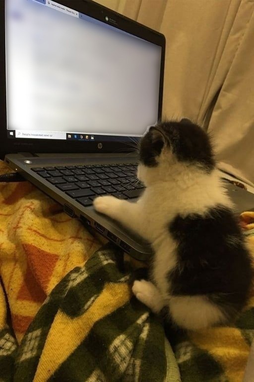 Create meme: the cat behind the laptop, a kitten on a laptop, The kitten closes the laptop