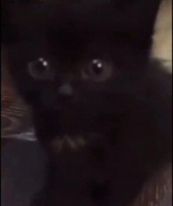 Создать мем: кот, черный кот облизывается, кошечка