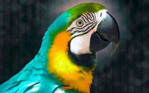 Создать мем: попугай ара зеленый, попугай, животные попугай