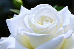 Create meme: white flowers, flowers roses white, white roses