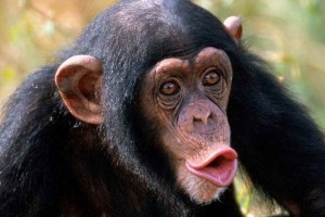 Создать мем: самец шимпанзе, обыкновенный шимпанзе, обезьяна шимпанзе