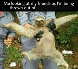 Создать мем: смешные животные, sloth, собака