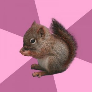 Create meme: protein, squirrel, Shipper Squirrel