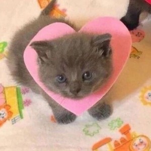 Create meme: adorable kittens, fluffy kittens, hungry cat