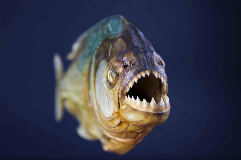 Create meme: the piranha fish, piranha fish piranha fish piranha fish, predatory fish
