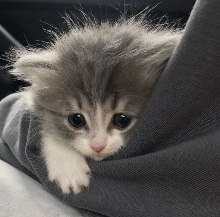 Create meme: photos of cute kittens, cute kittens, grey kitten 