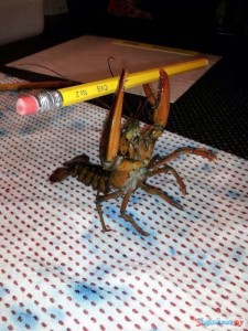 Create meme: crabs with one claw, lobster, lobster lobster lobster