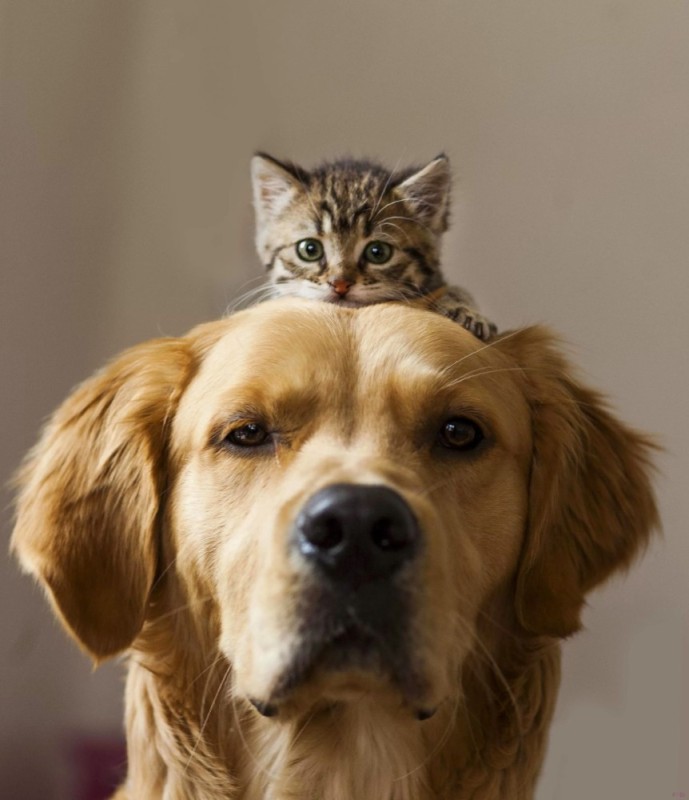 Create meme: cat and dog, happy cats and dogs, cats and dogs 