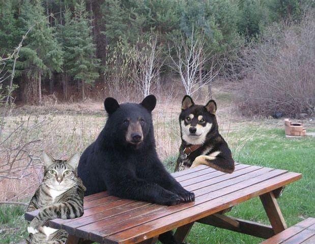 Создать мем: медведь смешной, медведь животное, медведь