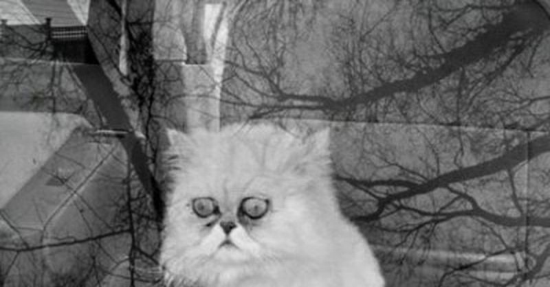 Create meme: cat despair , hopelessness , cat ashes