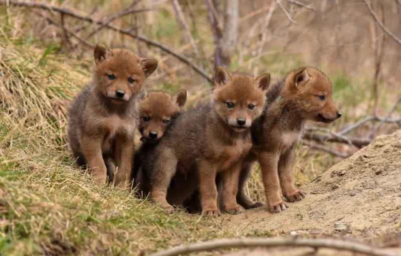 Create meme: coyote puppy, red wolf and cubs, maned wolf cub