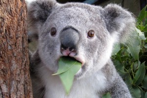 Создать мем: маленькая коала, коала в шоке, удивленная коала