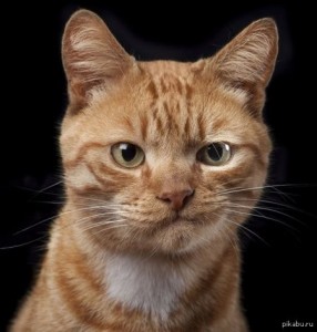 Создать мем: портреты животных, котоматрица, кот