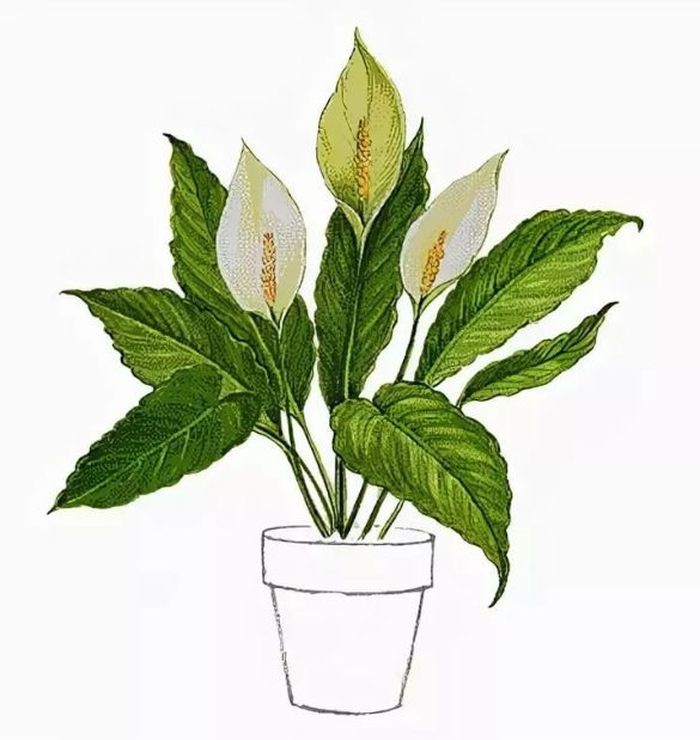 Create meme: spatifillum, spathiphyllum flower, spathiphyllum alba