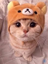 Создать мем: милые котики, кот в шапке, котики милые няшные