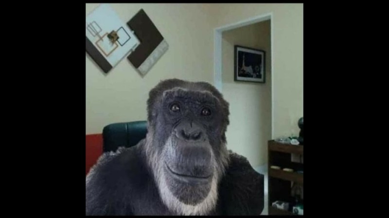 Создать мем: горилла самец, смешная горилла, обезьяна улыбается мем