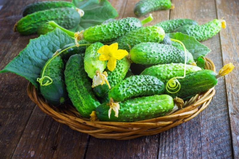 Create meme: variety of cucumbers courage, cucumber plant, cucumber courage