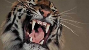 Create meme: striped tiger, grins, angry tiger