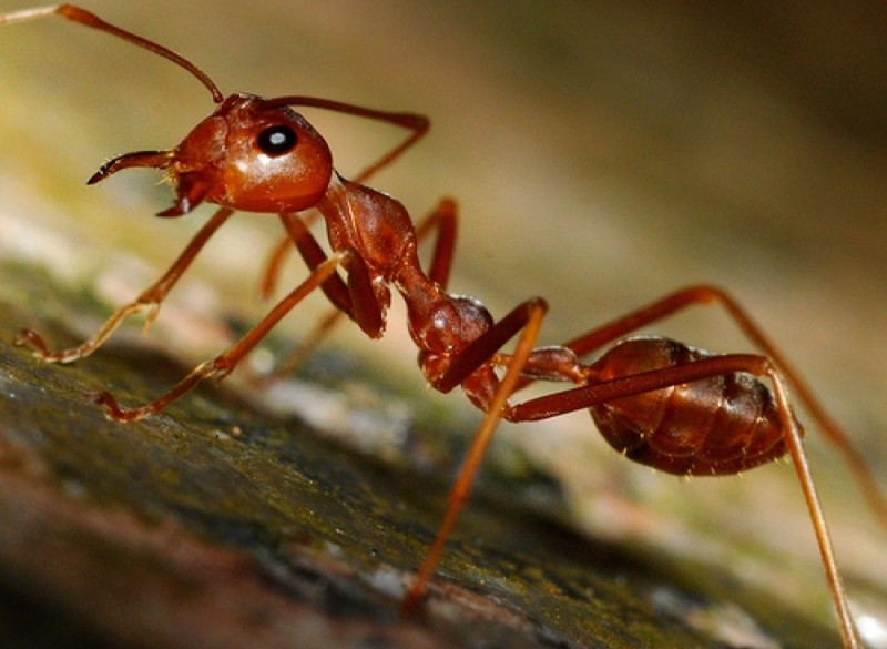 Создать мем: муравьи много, рыжий муравей, удивительные факты