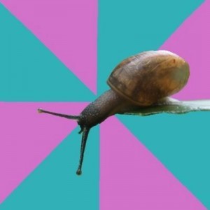 Create meme: snail, snail, Synesthete Snail