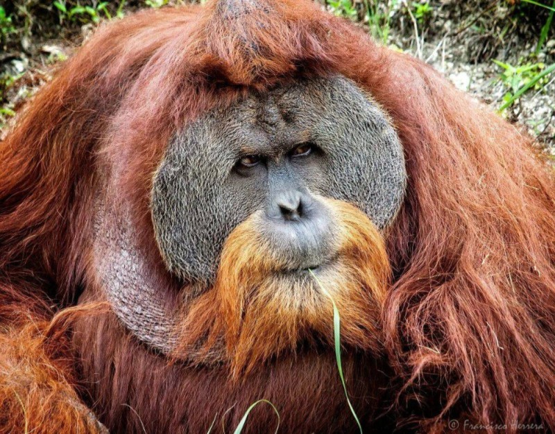 Create meme: planet of the apes orangutan, The Sumatran male orangutan, Sumatran orangutan