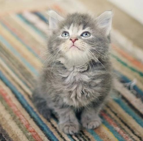 Create meme: grey kitten , Siberian cat kitten, kitties 