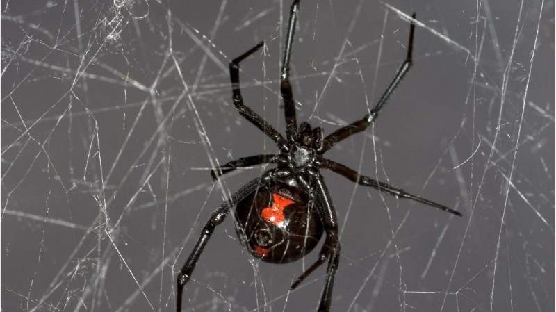 Create meme: black widow spider, black widow spider male, black widow spider in russia
