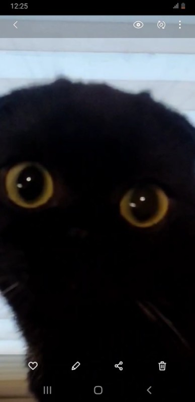 Создать мем: шотландская черная кошка, кошка, чёрная кошка с жёлтыми глазами