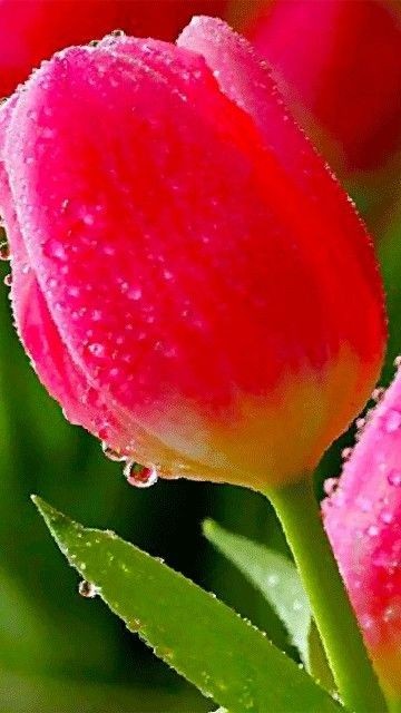 Create meme: tulip bud, flowers tulips, tulips pink