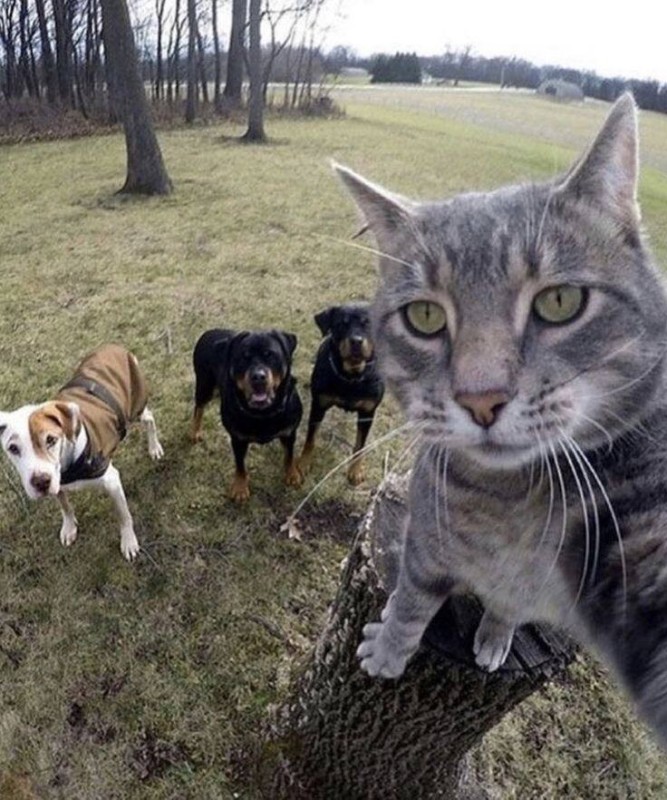 Create meme: grey cat selfie, selfie cat, cat taking a selfie 