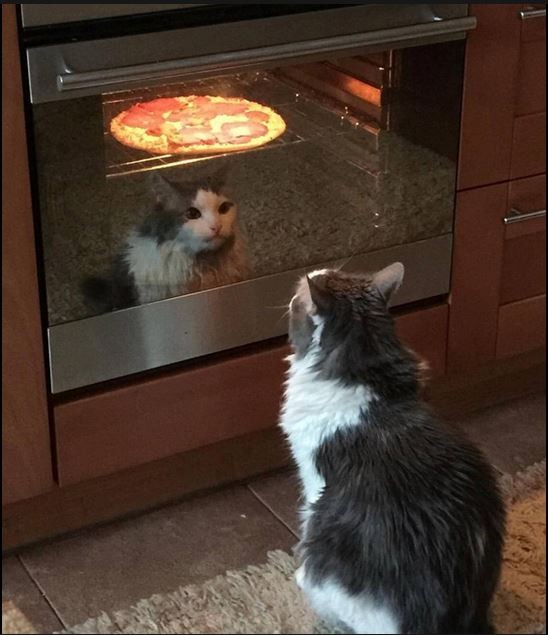 Create meme: cat humor , jokes about pizza, cat 