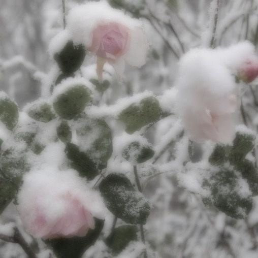 Create meme: white roses in the snow, snow flowers, snowball flowers