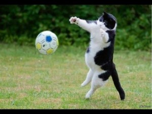 Create meme: ball football, soccer ball, soccer ball kitty