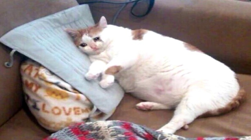 Create meme: fat cat is crying, fat cat meme, cat fatty