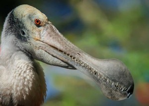 Create meme: the shoebill Heron Royal