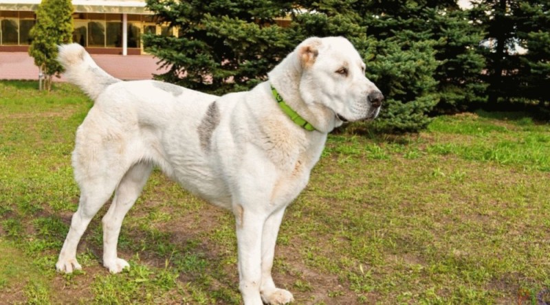 Create meme: Central Asian shepherd dog , Central Asian shepherd alabai, Central Asian shepherd dog akkush
