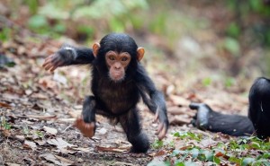Создать мем: маленький шимпанзе, обезьяна, Обезьянки