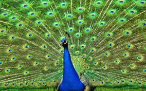 Создать мем: peacock, павлин павлин, павлин птица