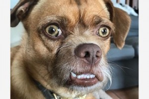 Create meme: the surprised dog photo, face, funny faces of dogs photos