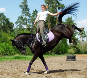 Create meme: horse pictures saddle, equestrian club, Akhal-Teke under saddle the horse pictures