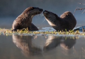 Create meme: otter black, otter