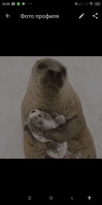 Создать мем: настоящий тюлень, милый тюлень, фотографии тюленя